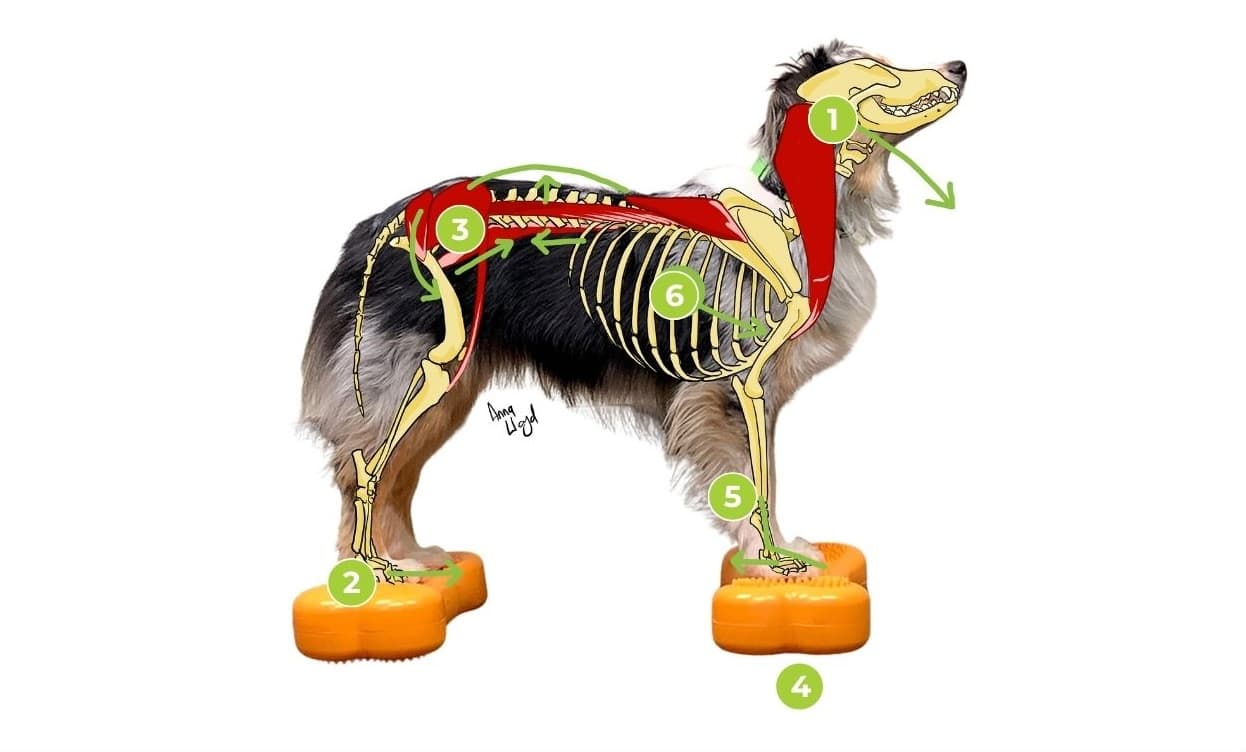 Albueleddsdysplasi hos hund