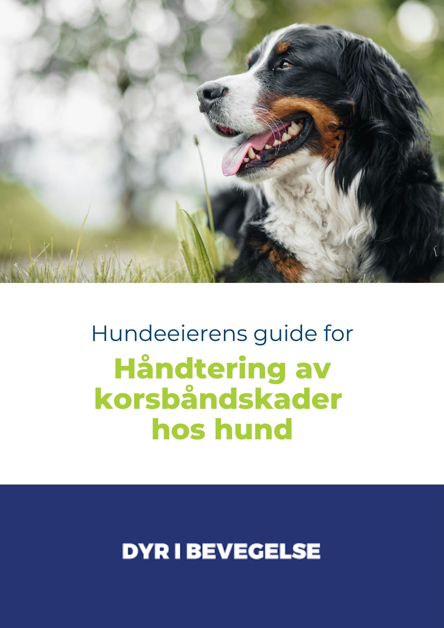 Hundeeierens guide for håndtering av korsbåndskader hos hund